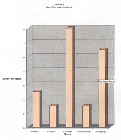 11. East of Turkey Point Shoal Phyla