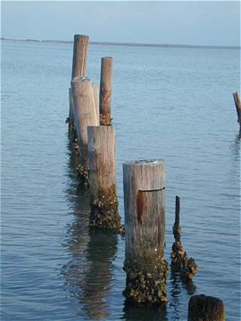 St. George Island - oyster fouled piers