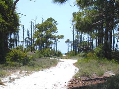 St. George Island - woods to beach