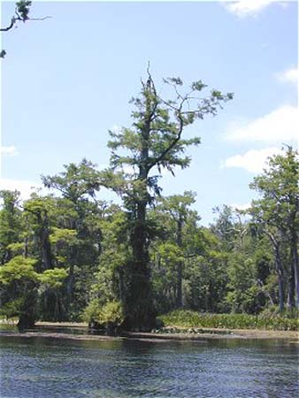 Wakulla Springs - cyprus 1