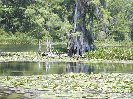 Wakulla Springs - cyprus 2