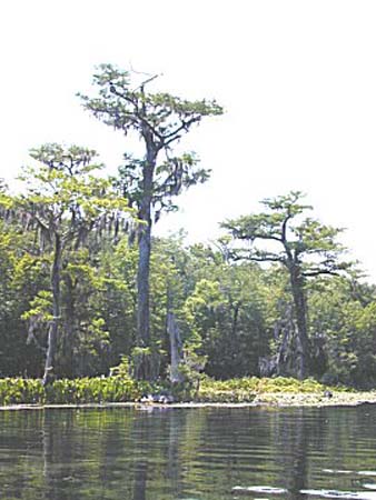 Wakulla Springs - cyprus 3