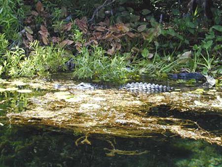 Wakulla Springs - gator