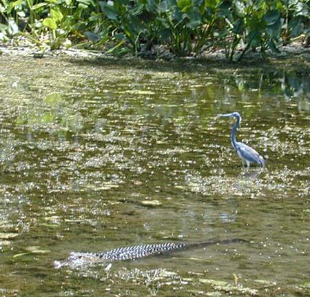 Wakulla Springs - heron & gator