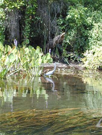 Wakulla Springs - heron