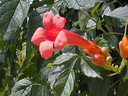 Wakulla Springs - trumpet flower