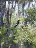 Wakulla Springs - anhinga 2