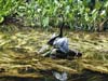 Wakulla Springs - anhinga