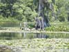 Wakulla Springs - cyprus 2