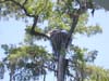 Wakulla Springs - fish hawk nest