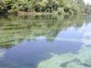 Wakulla Springs - herbicide treated river
