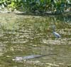 Wakulla Springs - heron & gator