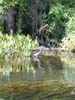 Wakulla Springs - heron