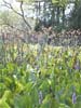 Wakulla Springs - pickerel grass